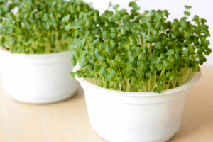 Broccoli Sprouts Growth